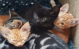 Mixed Breed cats for sale: Gorgeous adorable playful friendly kittens  - Image 3