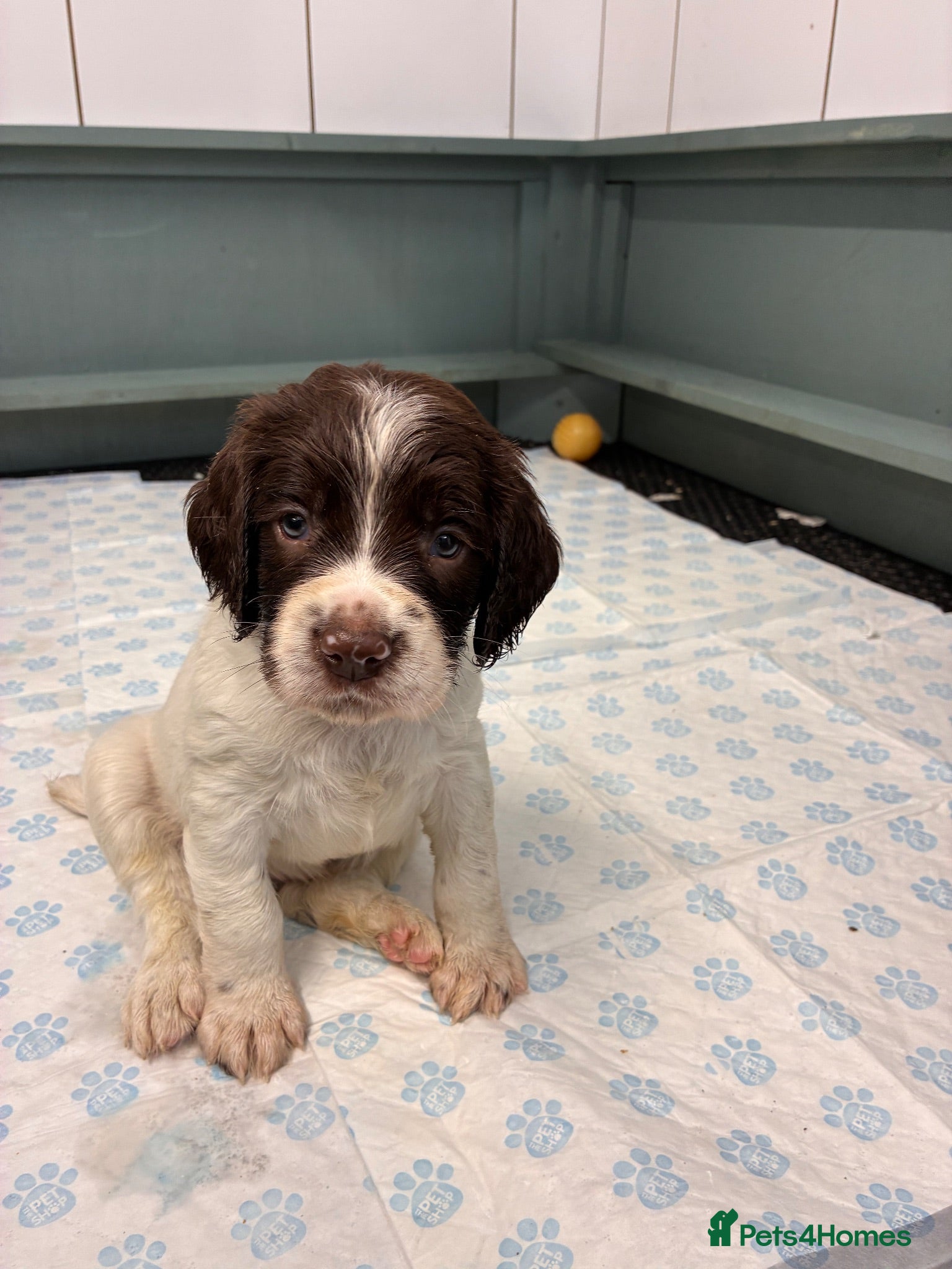 English Springer Spaniel dogs FTCH Sired Springer Spaniel Puppies - Advert 6