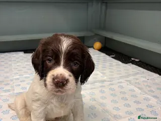 English Springer Spaniel dogs FTCH Sired Springer Spaniel Puppies - Advert 2