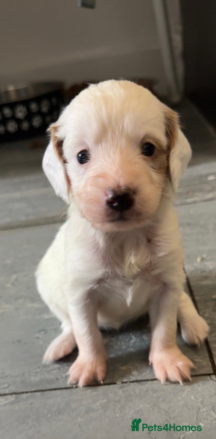 Cockapoo dogs 4 beautiful girl cockapoo puppies left ❤️ - Advert 12