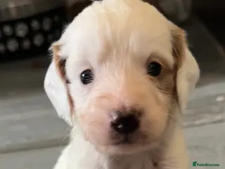 Cockapoo dogs 4 beautiful girl cockapoo puppies left ❤️ - Advert 12