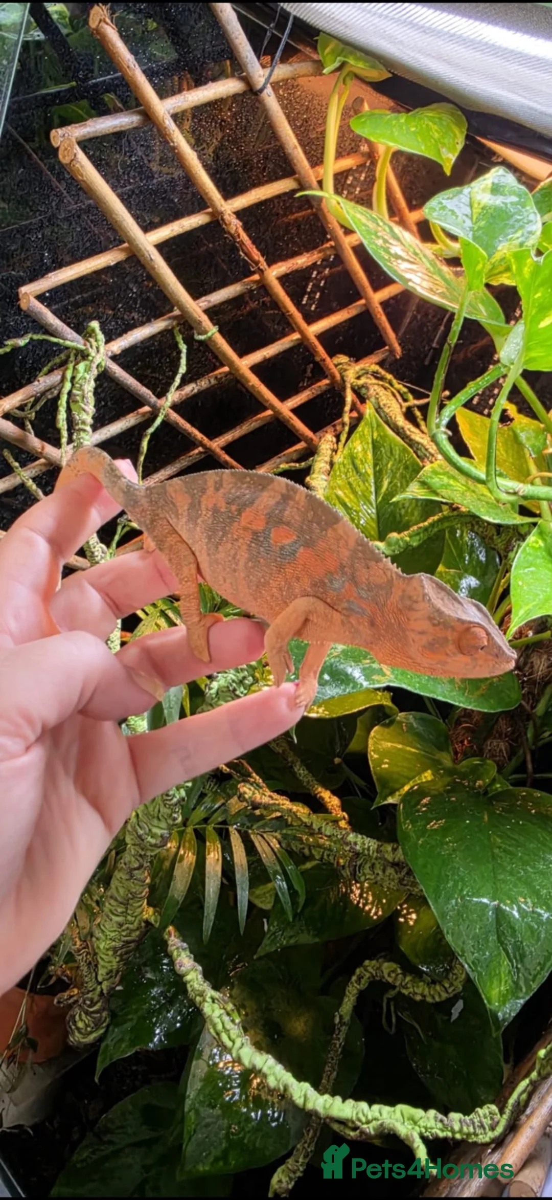 Chameleon reptiles for sale: Female panther chameleon  - Advert 2