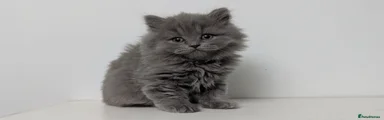 British longhair