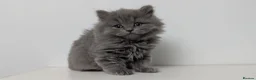 British Shorthair cats for sale: Beautiful British Shorthair/Longhair Kittens - Advert 3