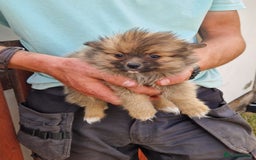 Pomeranian dogs for sale: ** pomeranians - Image 1