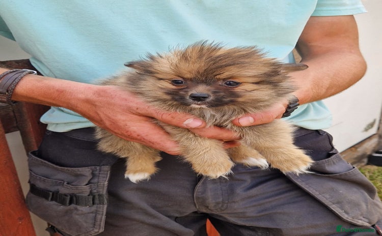 Pomeranian dogs - Advert 3