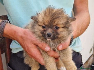 Pomeranian dogs - Advert 15