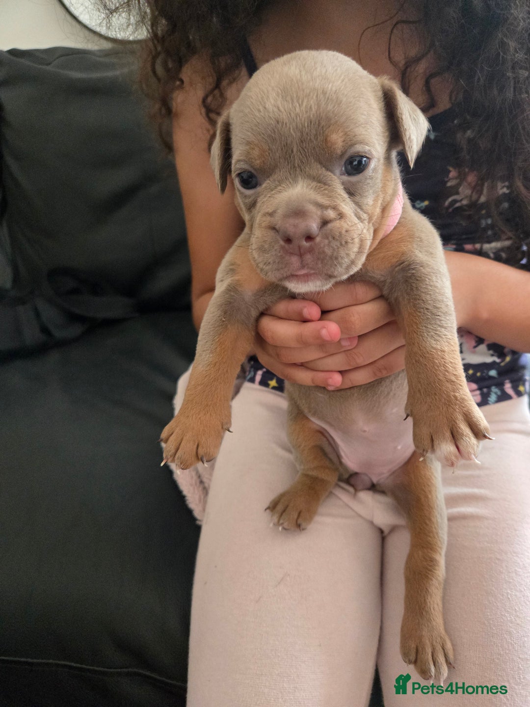 Olde English Bulldogge dogs for sale: Old english bulldoggee mammots - Image 19