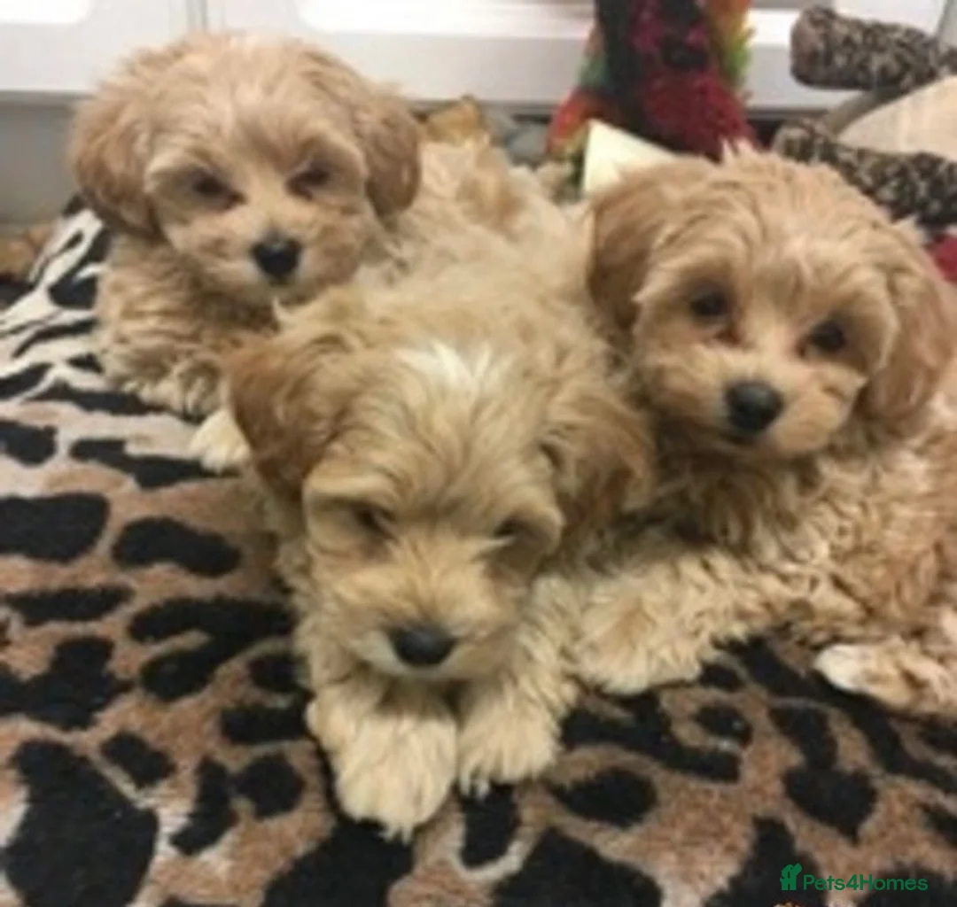 Maltese dogs for stud: Gorgeous Experienced Maltese Stud Dog in Coventry - Advert 6