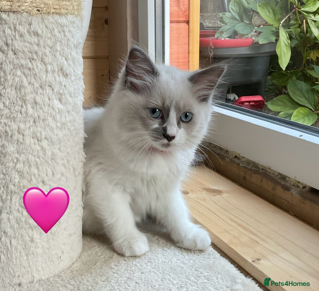 Ragdoll cats for sale: Ragdoll kittens one girl available  - Image 9