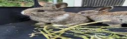 Mini Lop rabbits for sale: 🐰 Pure Bred Mini Lop Bunnies 🐰 - Advert 17