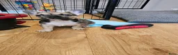 French Bulldog dogs for sale: Beautiful frenchies ready now - Advert 9