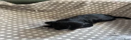 Cocker Spaniel dogs for sale: Working cocker spaniel puppies  - Advert 7