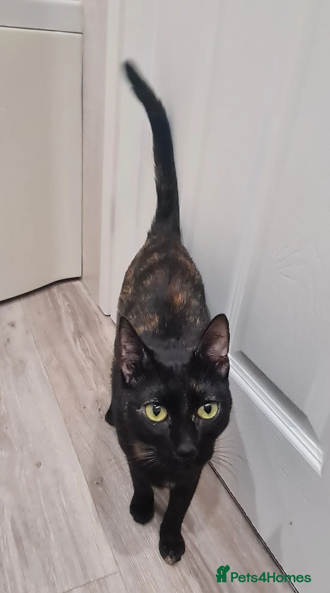 Mixed Breed cats for adoption: Indoor Tortie - super affectionate, chatty, loving - Advert 4