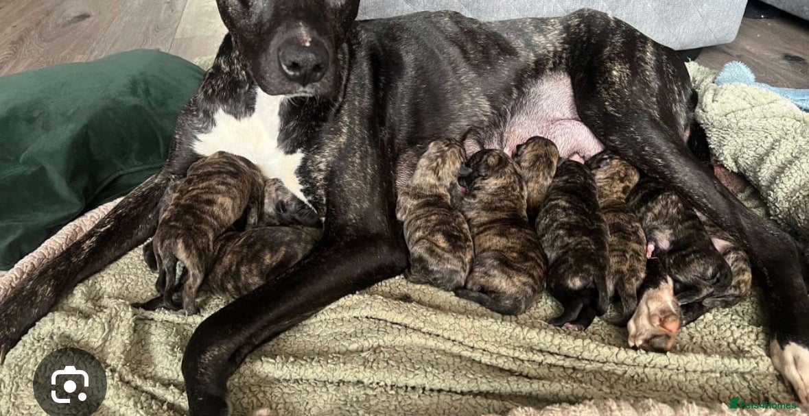 Mixed Breed dogs Girl pup deer hound cross Bedlington lurcher  - Advert 2