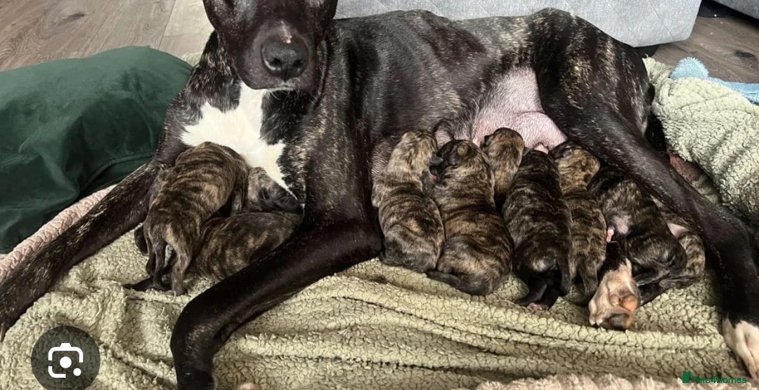 Mixed Breed dogs for sale: Girl pup deer hound cross Bedlington lurcher  - Advert 1