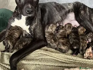 Mixed Breed dogs Girl pup deer hound cross Bedlington lurcher - Advert 2