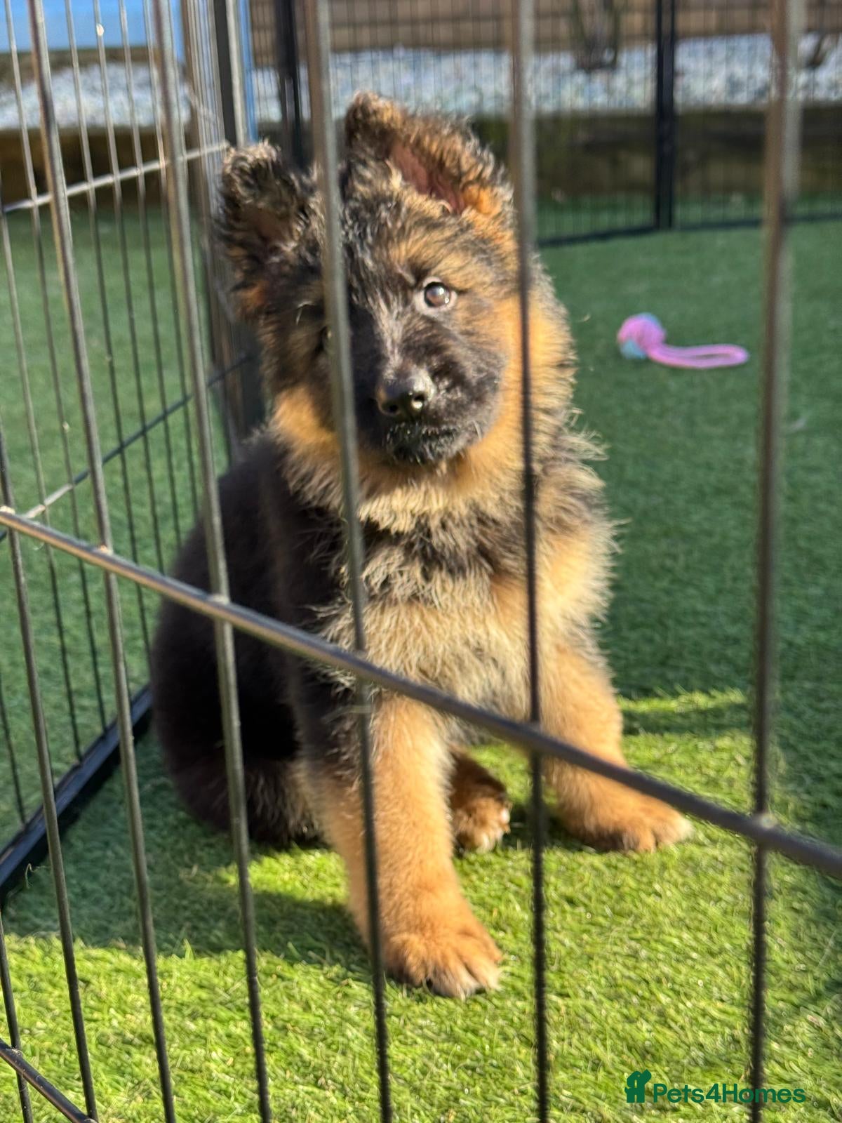 German Shepherd dogs Fabulous Pups out of Xandor di Casa Massarelli - Advert 14