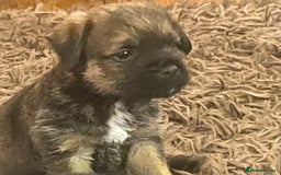 Border Terrier dogs for sale: Border Terrier puppies  - Image 12