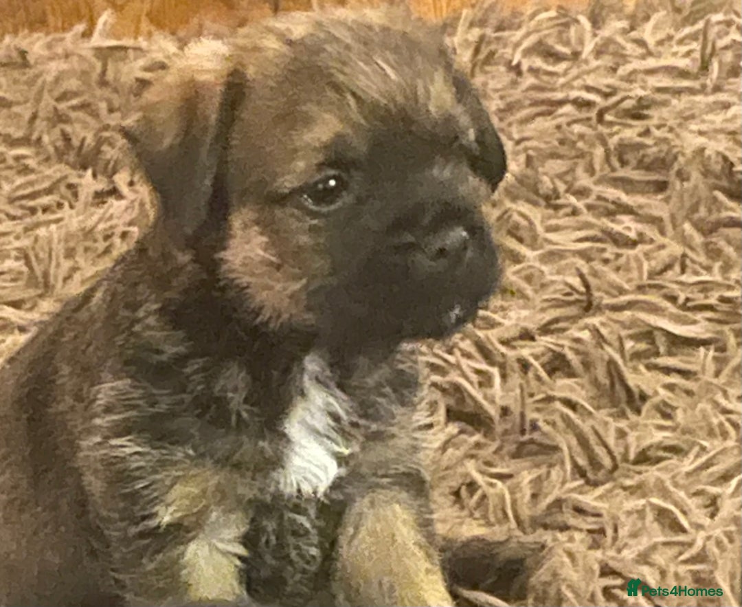 Border Terrier dogs for sale: Border Terrier puppies  - Image 12