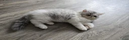 Persian cats for sale: Cute Silver Tabby PERSIAN Kitten for Sale | Loving - Advert 21