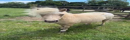 Shetland pony horses for sale: Beautiful Palomino Shetland  - Advert 2