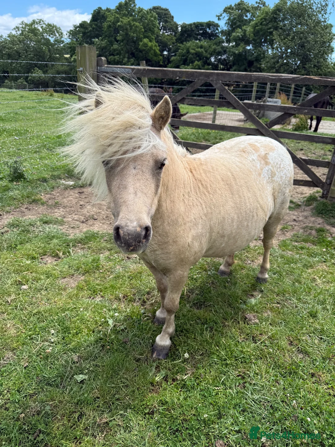 Shetland pony horses for sale: Beautiful Palomino Shetland  - Advert 2