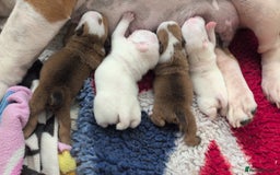 English Bulldog dogs for sale: Traditional British bulldogs pet only homes  - Image 9