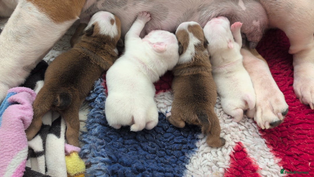 English Bulldog dogs for sale: Traditional British bulldogs pet only homes  - Image 9