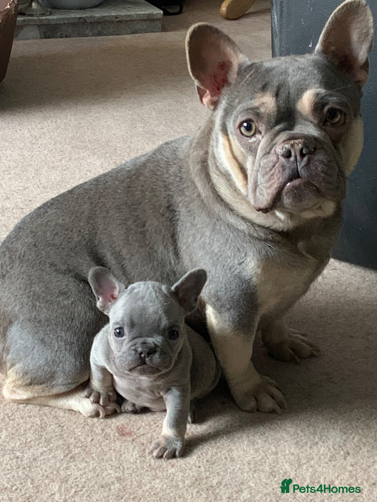 French Bulldog dogs Gorgeous French girls available  - Advert 2