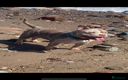 American Bully dogs for sale: Micro/Pocket Bully Puppy - Image 10