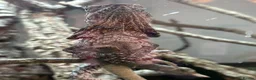 Lizard reptiles for sale: Indo/aussie frilled lizard  in Liverpool - Advert 7