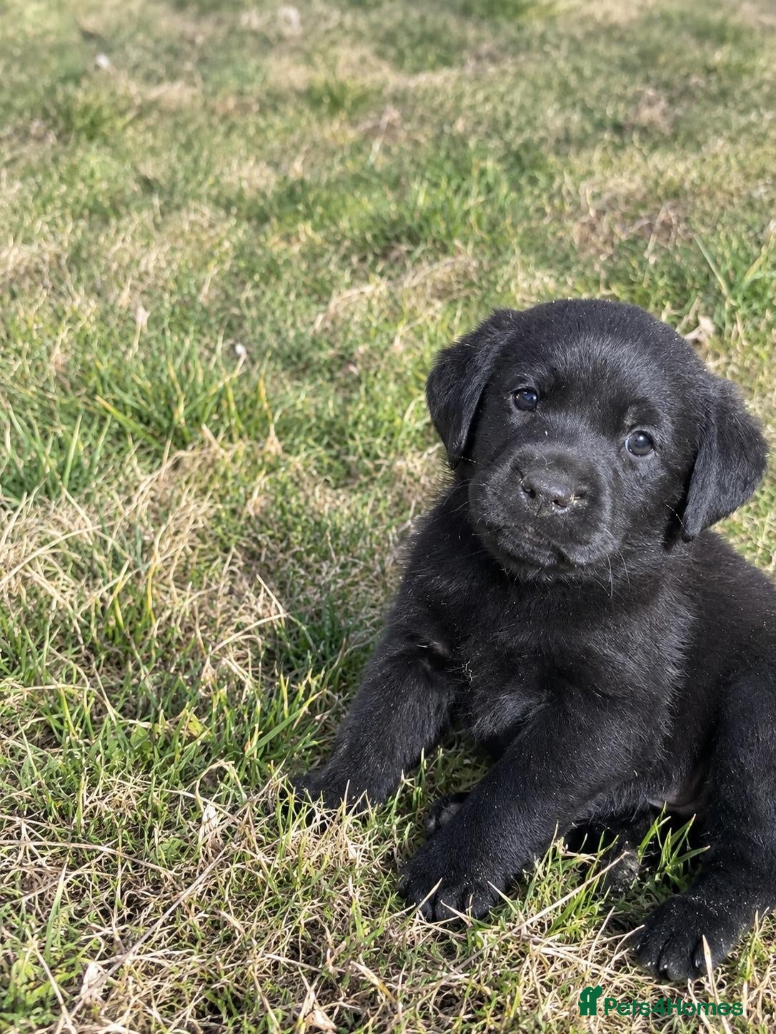 Labrador Retriever dogs Beautiful  Black Labrador Retriever puppies - Advert 1