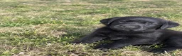 Labrador Retriever dogs for sale: Beautiful  Black Labrador Retriever puppies in Liverpool - Advert 1