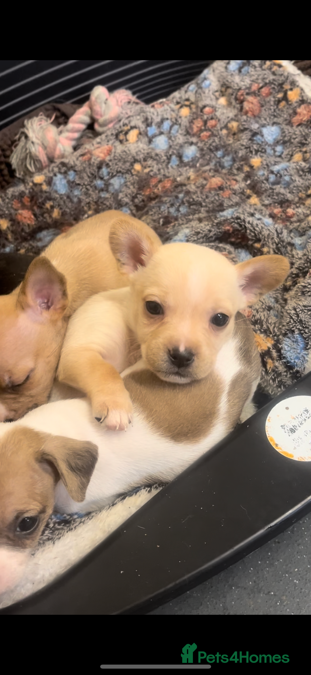 Mixed Breed dogs for sale: Jack Russell cross French bulldog pups ready now  - Advert 6