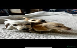Miniature Dachshund dogs for sale: ♦️Mixed Cream Litter 🐶🌟 - Image 7