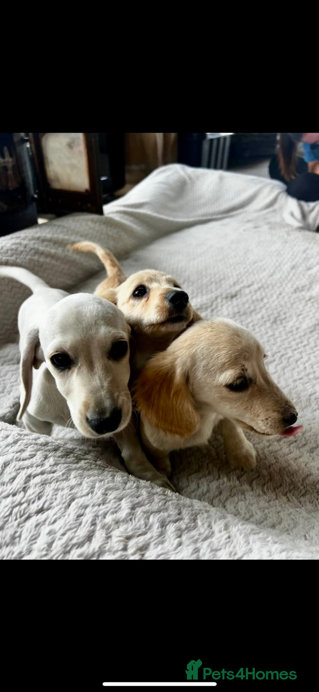 Miniature Dachshund dogs for sale: ♦️Mixed Cream Litter 🐶🌟 - Image 7