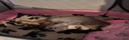 Siamese cats for sale: Siamese Kittens 🐱  in Birkenhead - Advert 3