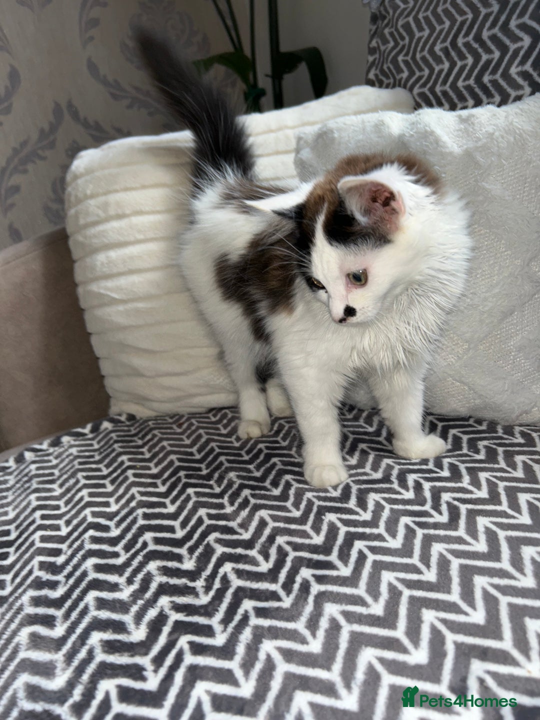 Mixed Breed cats for sale: Chocolate black and white kitten  - Image 4