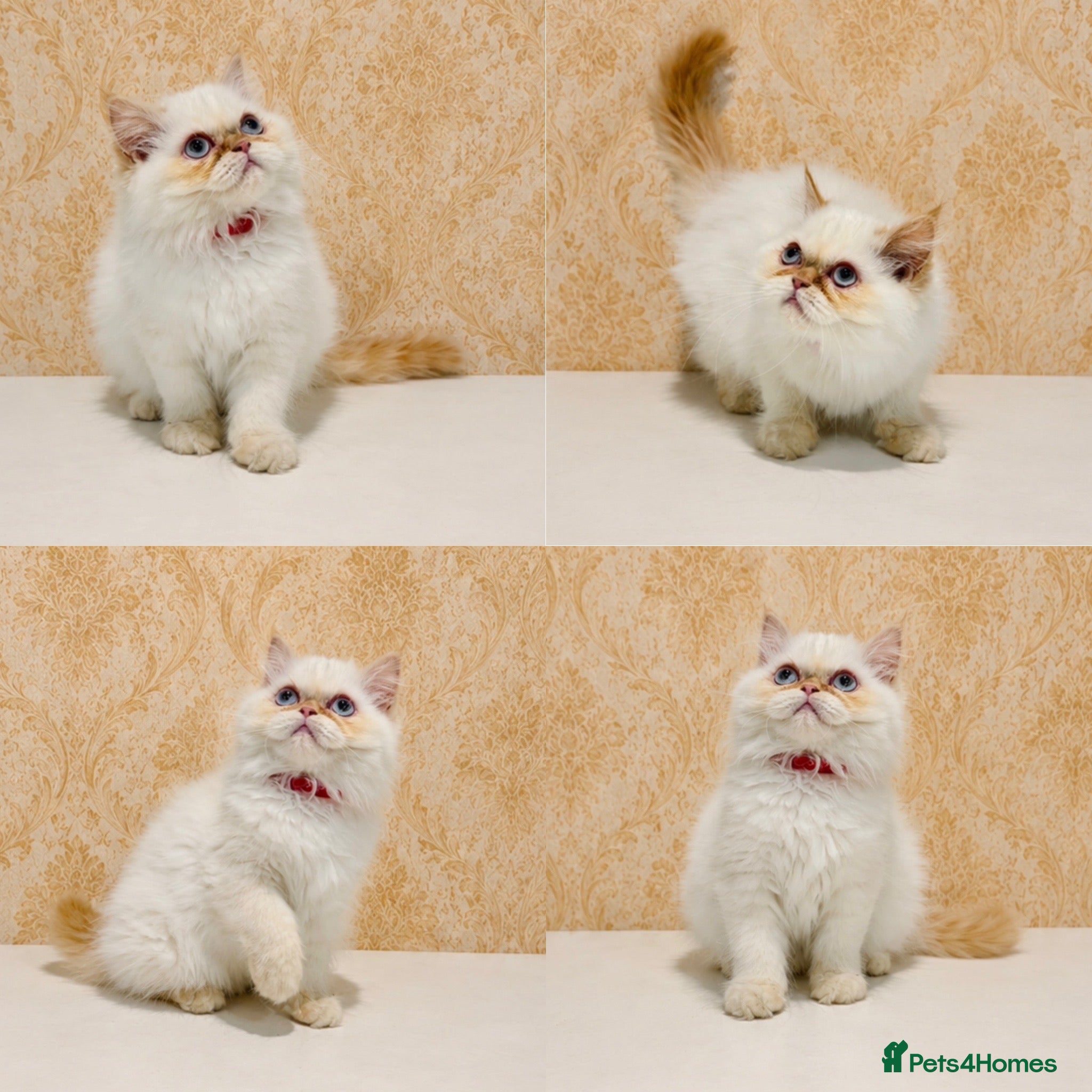 Persian cats Beautiful Red Point Persian Cats Looking for Homes - Advert 2