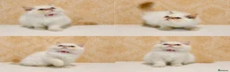 Persian cats for sale: Beautiful Red Point Persian Cats Looking for Homes - Advert 2