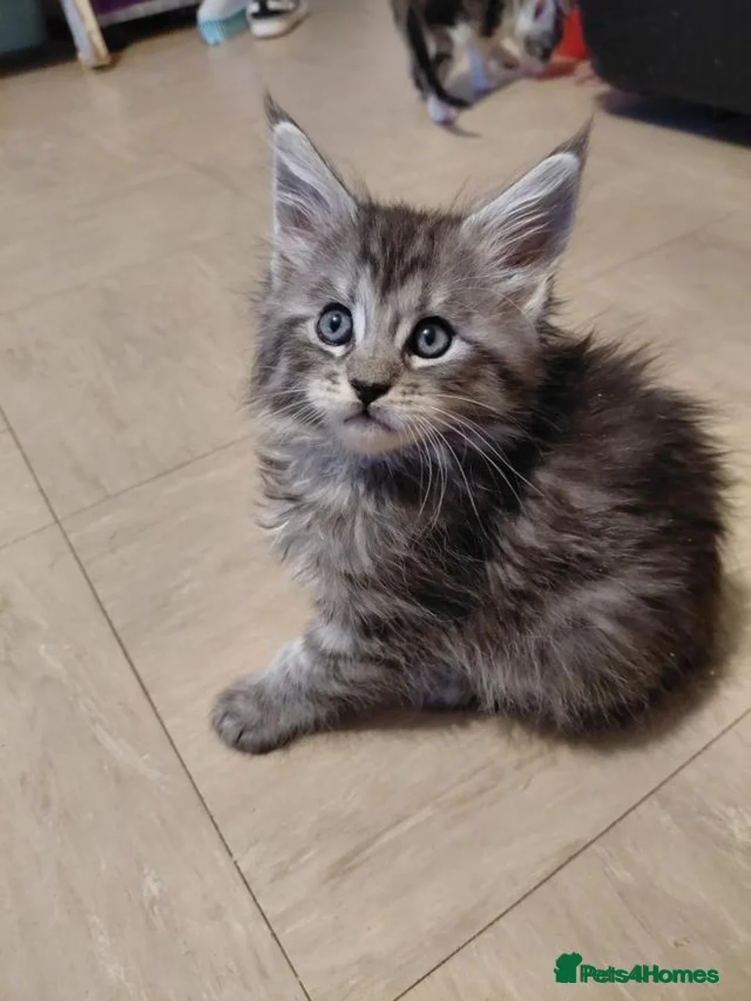 Maine Coon cats for sale: Cute Female Maine Coon ready for a loving home - Advert 5