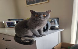 Scottish Fold cats for sale: Scottish Fold kittens  - Image 7
