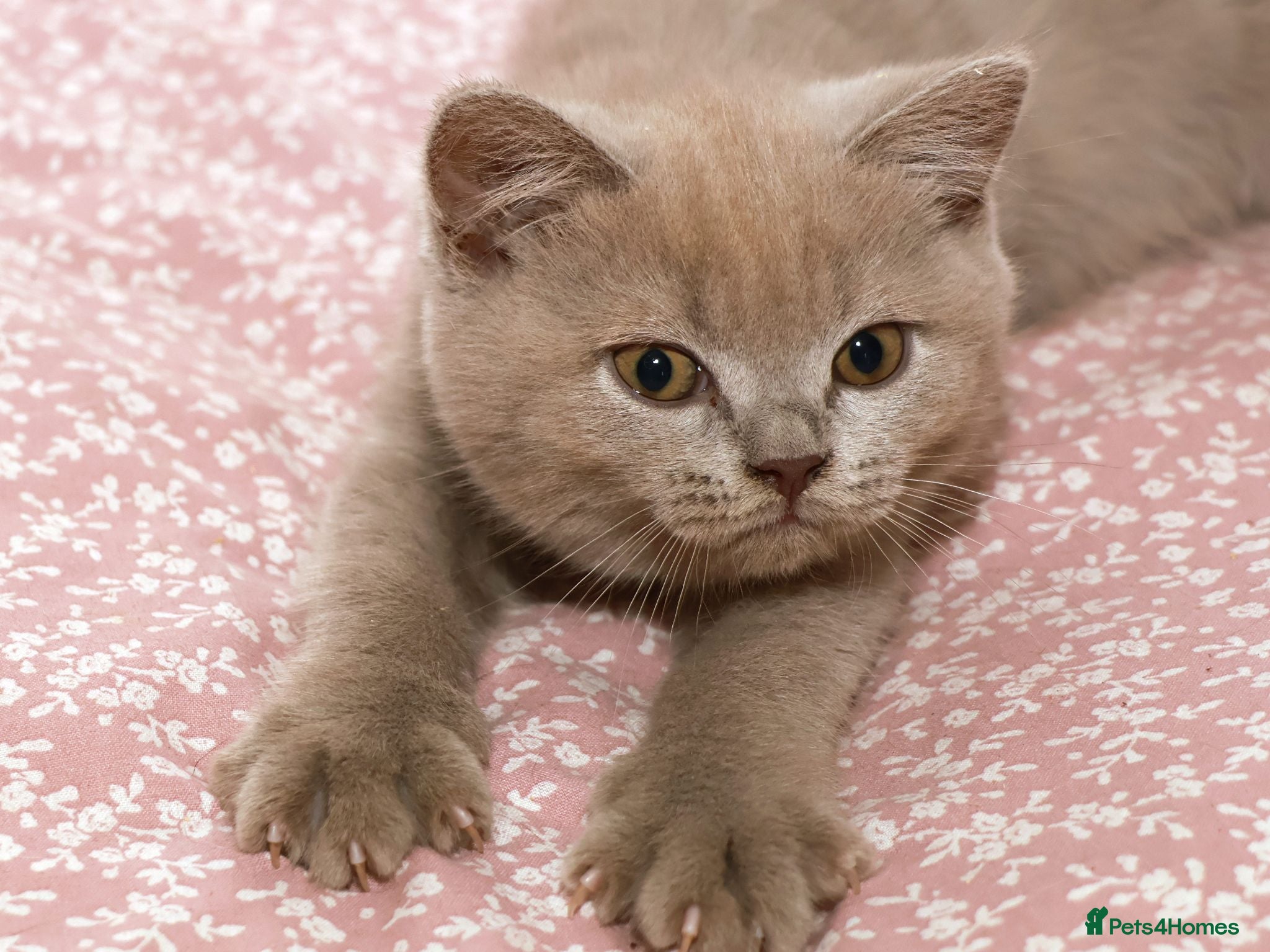 British Shorthair cats Stunning TICA Registered Lilac Boy - Advert 1