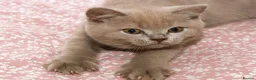 British Shorthair cats for sale: Stunning TICA Registered Lilac Boy - Advert 1