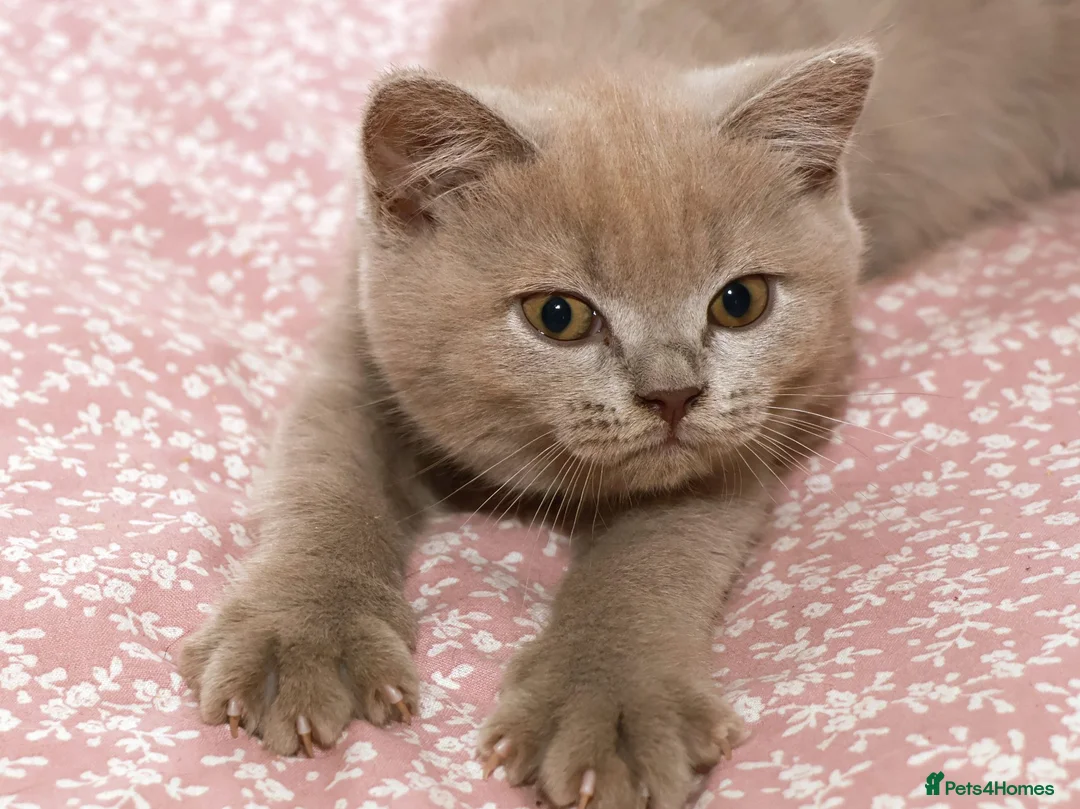 British Shorthair cats for sale: Stunning TICA Registered Lilac Boy - Advert 1