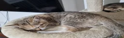 Mixed Breed cats for sale: Beautiful British Shorthair x Bengal Cross Kittens in Farnham - Advert 25