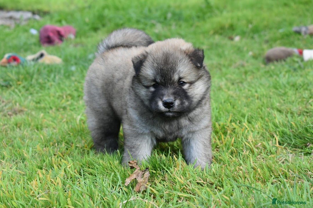 Siberian Husky dogs for sale: Beautiful Chowski puppies  - Image 9