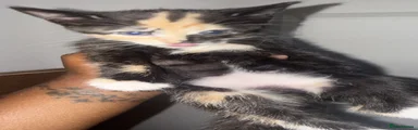 Mixed Breed 2