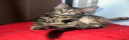 Mixed Breed cats for sale: Domestic Kittens - One Tabby, One Black/Dark Brown - Advert 8